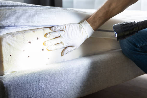 Best Ant Control Services  in Hill City, KS