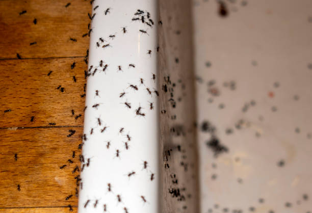 Best Termite Control Services  in Hill City, KS